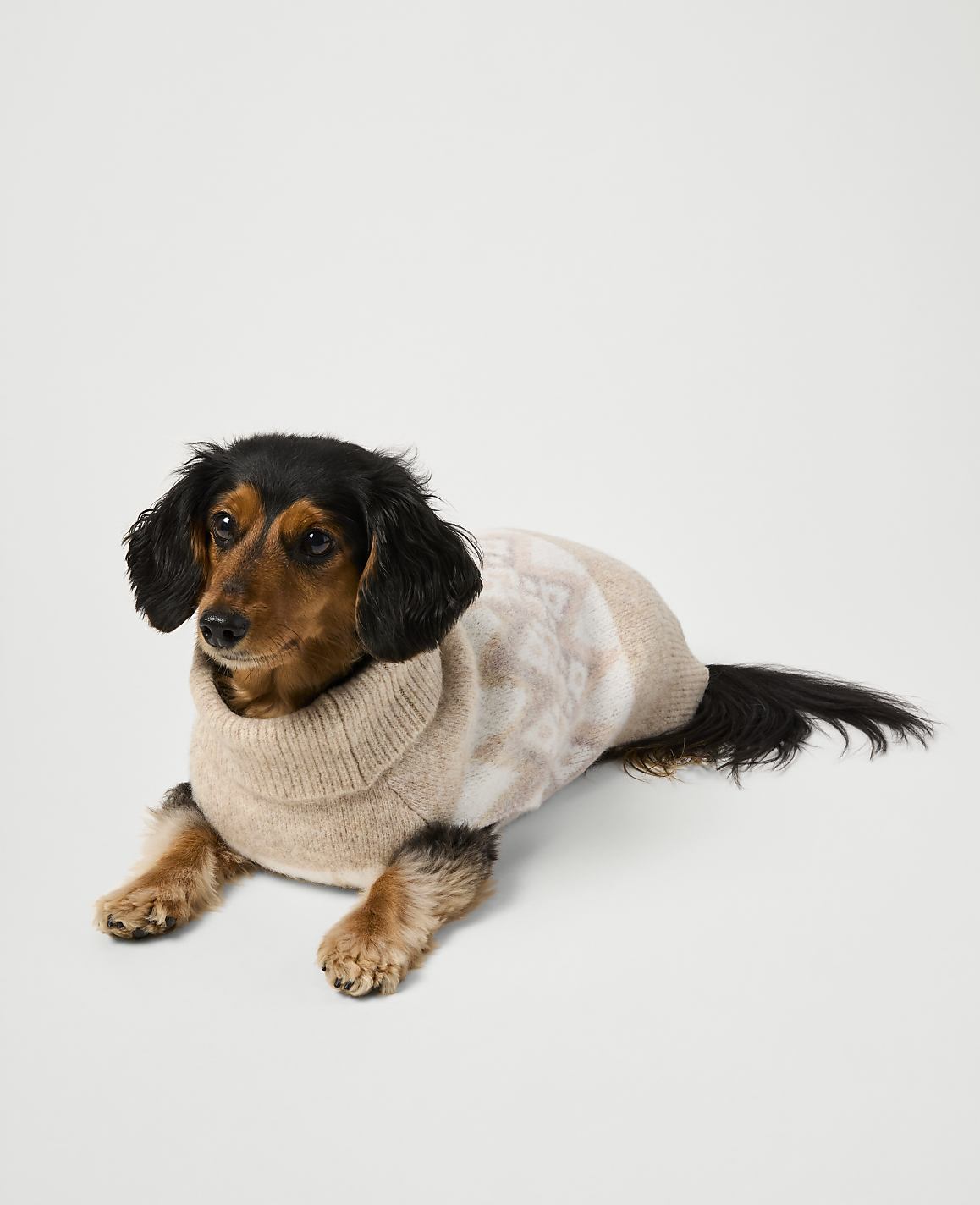 A long-haired dachshund wearing a beige patterned sweater lies against a plain, light gray background.
