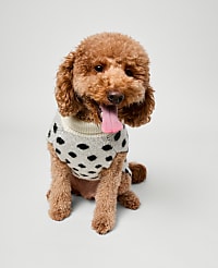 Dotted Dog Sweater carousel Product Image 1