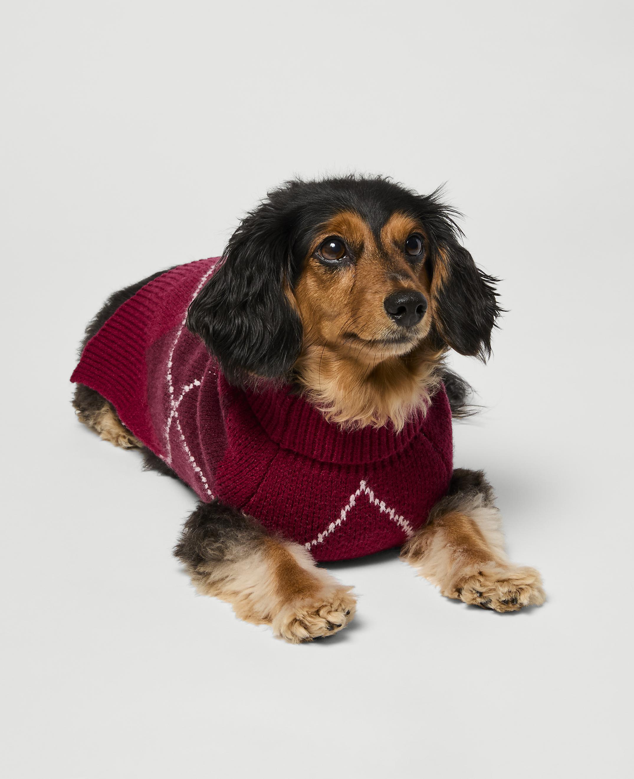 A long-haired dachshund in a maroon argyle sweater lies on a plain white background.