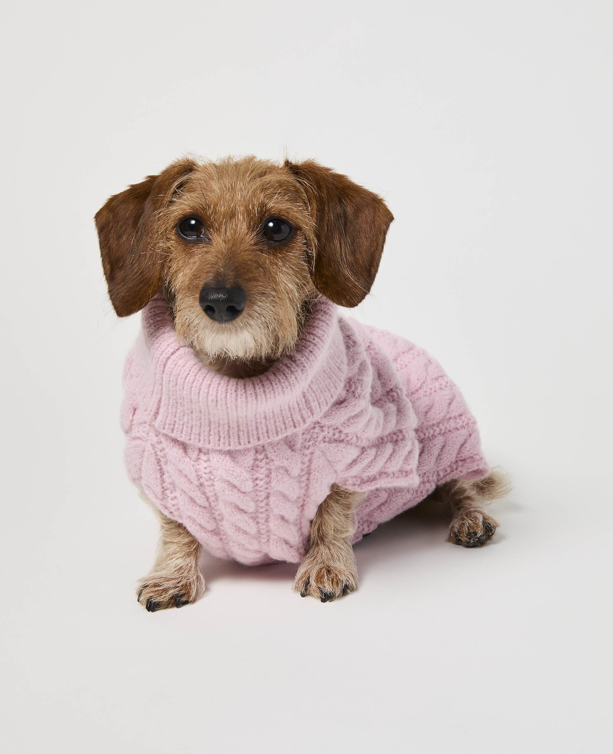 A wire-haired dachshund in a pink cable-knit sweater sits against a plain white background.