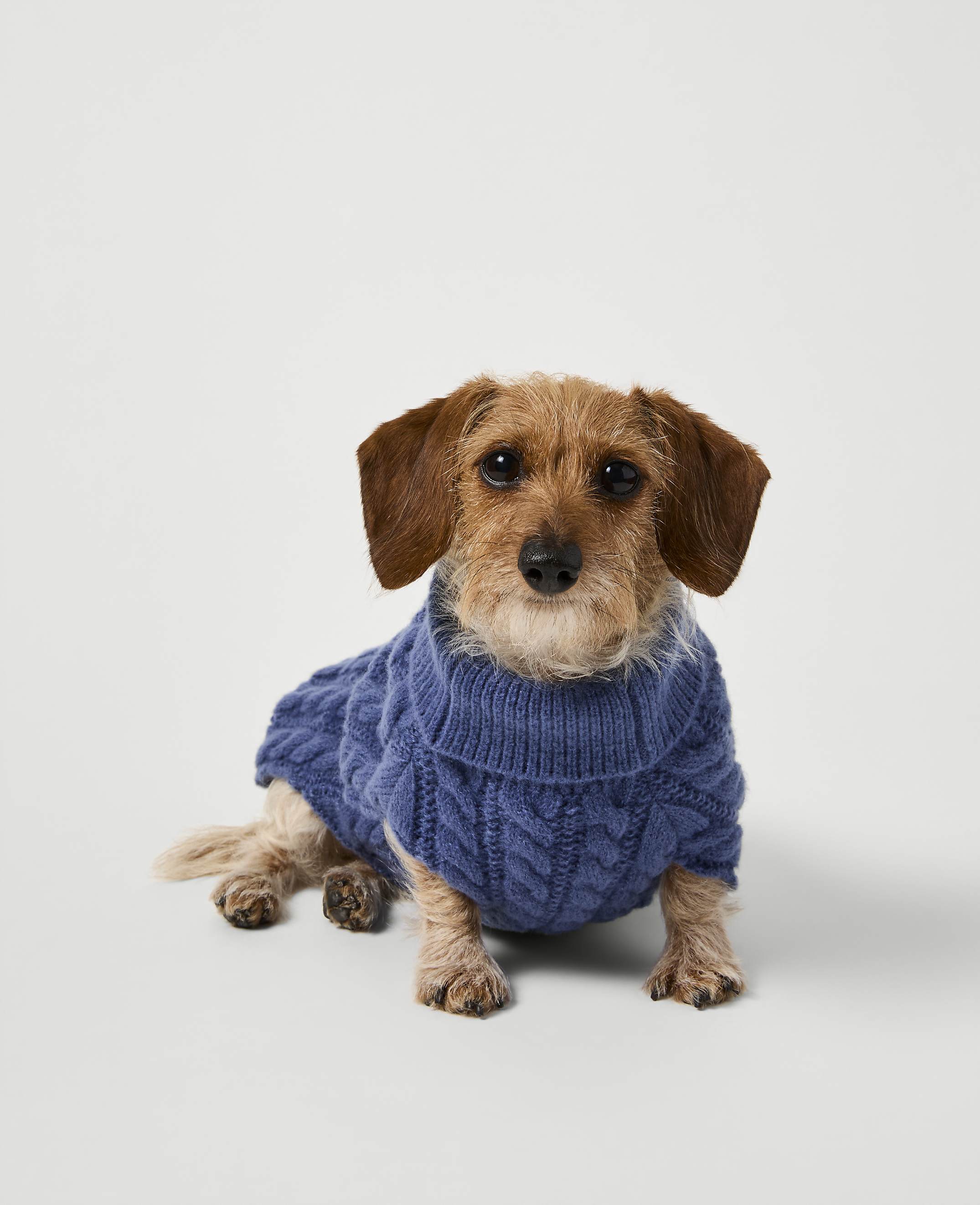 A small brown wire-haired dachshund wearing a blue cable-knit sweater sits against a plain light gray background.