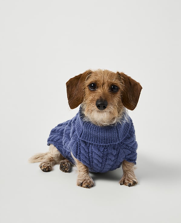 A small brown wire-haired dachshund wearing a blue cable-knit sweater sits against a plain light gray background.