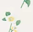 Winter White - Lilac